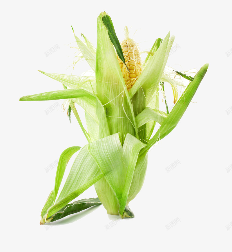 新鲜玉米棒png免抠素材_新图网 https://ixintu.com 农作物 玉米 玉米棒 蔬菜 青菜 食材