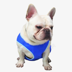 法斗png透明矢量图片穿衣服的宠物法斗宠物狗蓝色宠物衣服高清图片