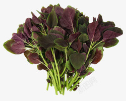野生菜紫色蔬菜高清图片