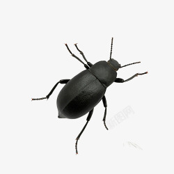 手绘甲壳虫黑色甲壳虫高清图片