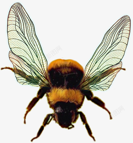 手绘翅膀的蜜蜂png免抠素材_新图网 https://ixintu.com 手绘翅膀 昆虫 翅膀 蜂类 蜜蜂