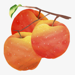 树枝上的苹果树枝上的新鲜的红色苹果高清图片