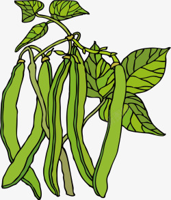 青豌豆种子绿油油的豆角高清图片
