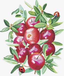 蔓越莓水果樱桃素材