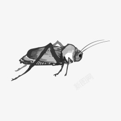 蟋蟀黑色蟋蟀高清图片