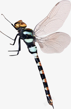 创意蜻蜓卡通手绘一只蜻蜓高清图片