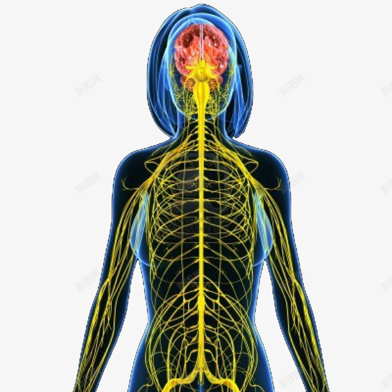 女性神经系统示意图png免抠素材_新图网 https://ixintu.com 人体组织 神经 神经系统 神经结构 脊神经 脑神经