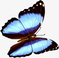 清新蓝色翅膀蝴蝶装饰素材