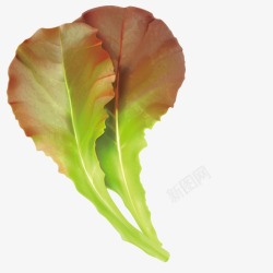 菜叶子艺术绿色植物矢量图高清图片