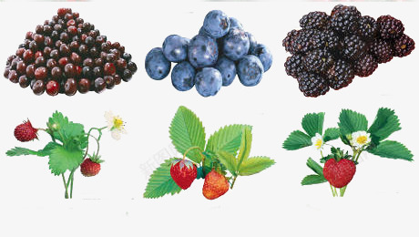 蓝莓桑葚和草莓实物图png免抠素材_新图网 https://ixintu.com 桑葚 樱桃 水果 草莓 蓝莓
