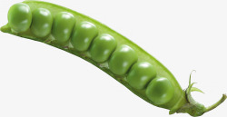 豌豆作物素材