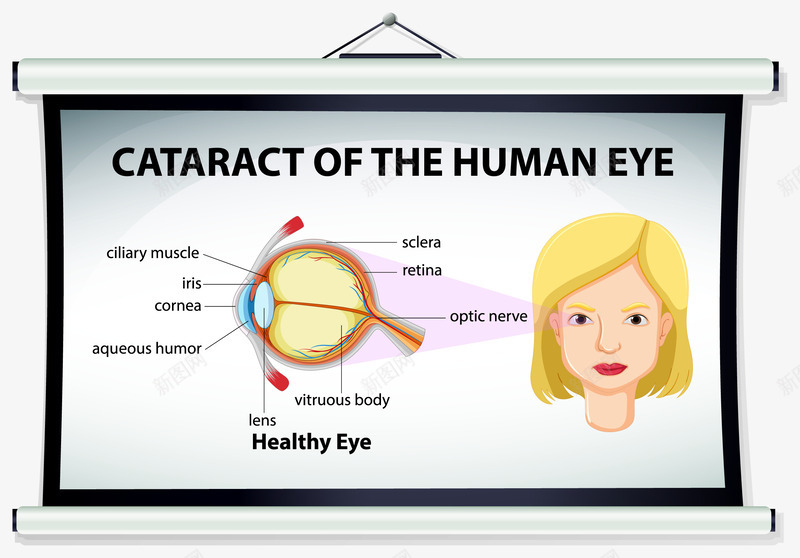 眼睛png免抠素材_新图网 https://ixintu.com 女性 眼睛结构 示意图 装饰 讲解图