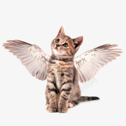 长着翅膀的猫素材