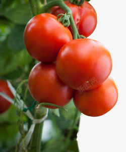 一串西红柿一串西红柿高清图片