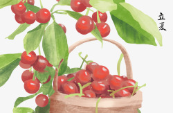 免扣樱桃植物手绘立夏节气插图樱桃熟了插画高清图片