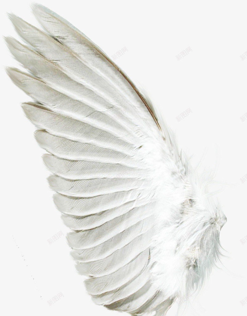 摄影白色的翅膀造型png免抠素材_新图网 https://ixintu.com 摄影 白色 翅膀 翅膀造型KT板 造型
