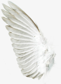 摄影白色的翅膀造型素材