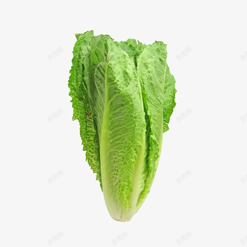 绿色的小白菜png免抠素材_新图网 https://ixintu.com 小白菜 有机食品 绿色蔬菜 蔬菜 青菜 青菜装饰 食物