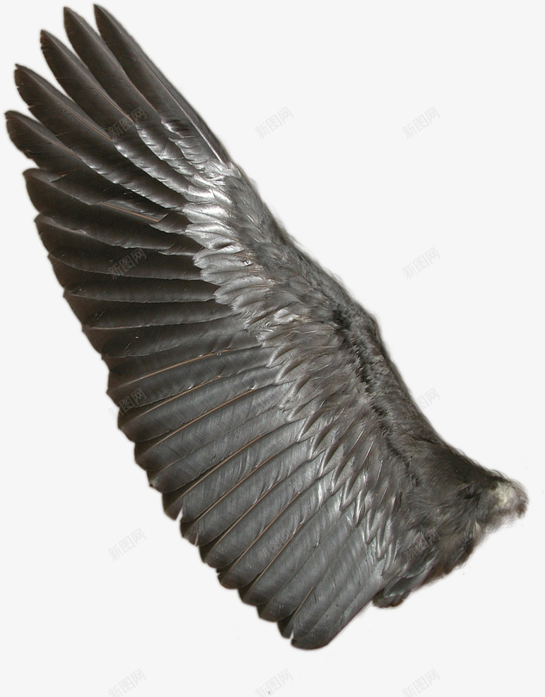 黑色翅膀png免抠素材_新图网 https://ixintu.com png素材 免费下载 真实鸟类翅膀 翅膀 黑色