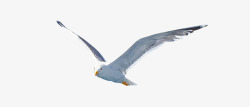一只飞翔的海鸥摄影素材
