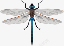 翅膀标本手绘蜻蜓高清图片