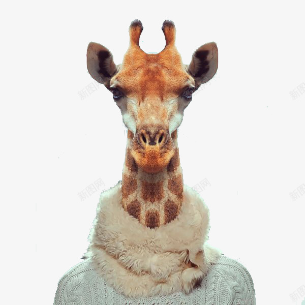 动物肖像png免抠素材_新图网 https://ixintu.com 衣服 证件照 长颈鹿