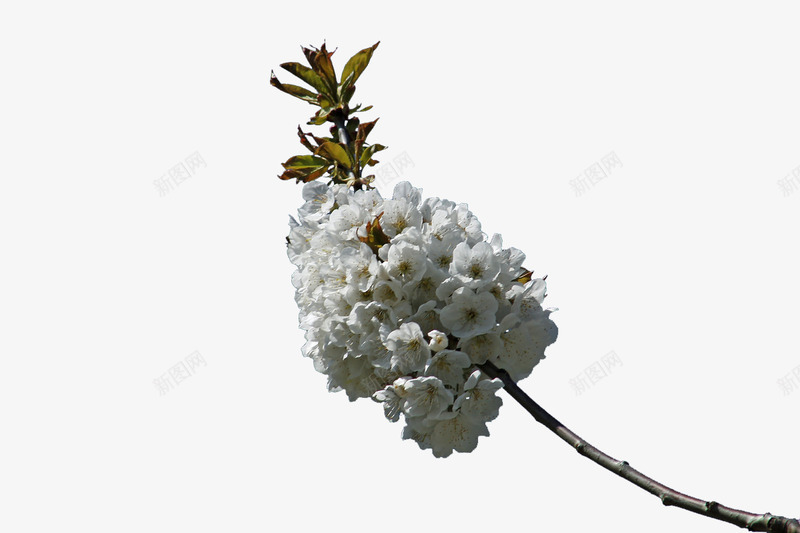白色樱桃花png免抠素材_新图网 https://ixintu.com 叶子 植物 樱桃花 白色 花卉
