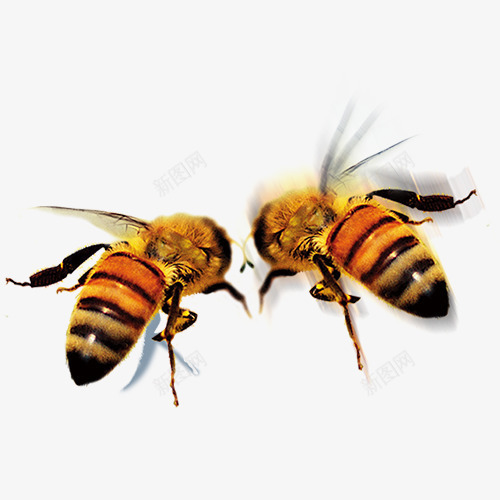 蜜蜂png免抠素材_新图网 https://ixintu.com 动物 昆虫 条纹 橙黄 翅膀 蜂类 蜜蜂