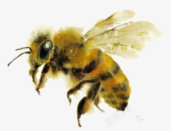 黄色蜜蜂翅膀素材