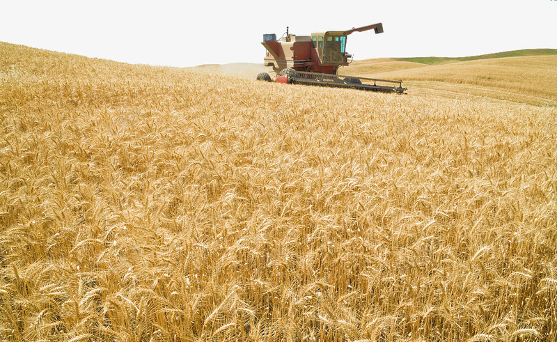 机械收割机收割麦子png免抠素材_新图网 https://ixintu.com 收割 收割机 收麦子 机械 金黄的麦子 麦地 麦地里 麦子 麦穗收割