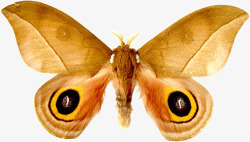 飞蛾标本翅膀带黑色斑点的飞蛾高清图片
