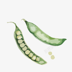 绿色豌豆矢量图素材