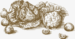 黑白洋葱素描白色花菜高清图片