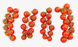 实物新鲜红色分支带藤樱桃番茄素材
