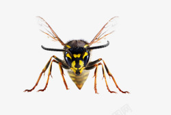 简单的蜜蜂图片蜜蜂高清图片