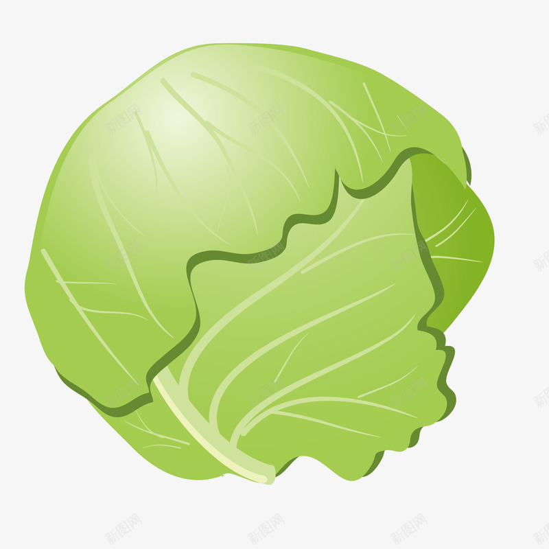 绿色青菜png免抠素材_新图网 https://ixintu.com 包菜 卡通 叶子 手绘 水彩 绿色 美食 蔬菜 食物