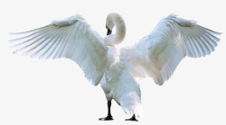孤立在白色张开翅膀的天鹅高清图片