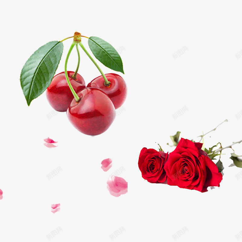 樱桃和玫瑰psd免抠素材_新图网 https://ixintu.com 可爱樱桃 小樱桃 樱桃 水果 漂亮的玫瑰 玫瑰花 红樱桃