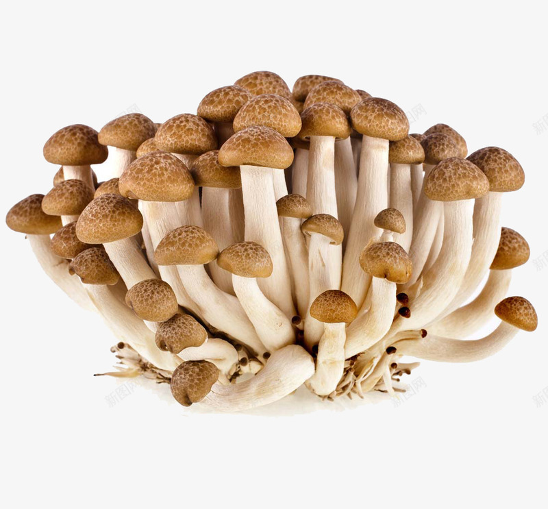 蘑菇png免抠素材_新图网 https://ixintu.com 新鲜 菌类 蔬菜 蘑菇