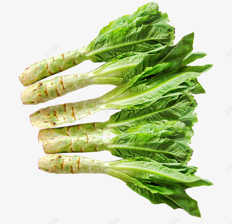 绿色蔬菜png免抠素材_新图网 https://ixintu.com 笋 菜笋 菜类图片 蔬菜 青菜