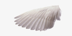 洁白的翅膀天使翅膀高清图片