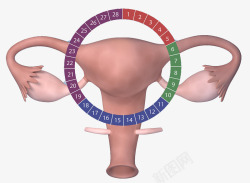 子宫动脉女性生理周期高清图片