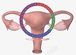 女性生理周期素材