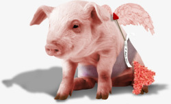 小猪带丝巾带翅膀的小猪高清图片