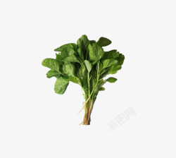 绿色时针白苋菜绿色蔬菜家常菜高清图片