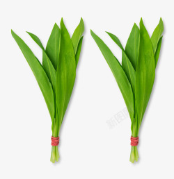 蔬菜油麦菜油麦菜一叶兰兰花蔬菜绿叶高清图片