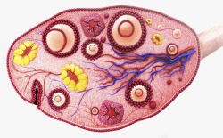 女性内生殖器官女性生殖器官细胞插图图标高清图片