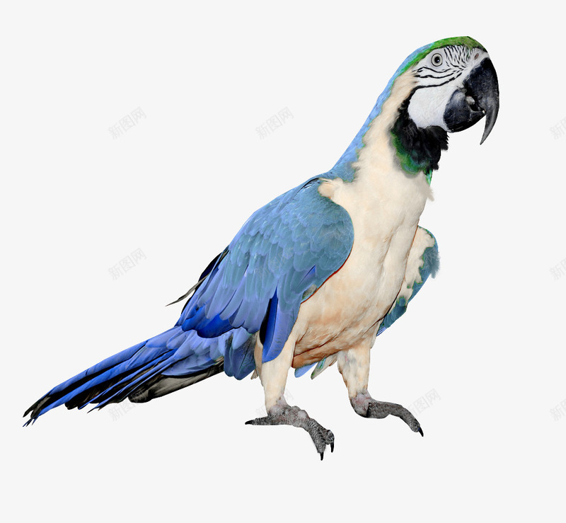 蓝色翅膀鹦鹉动物鸟png免抠素材_新图网 https://ixintu.com 动物 翅膀 蓝色 青色鹦鹉 鹦鹉