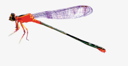 彩色蜻蜓蜻蜓片高清图片