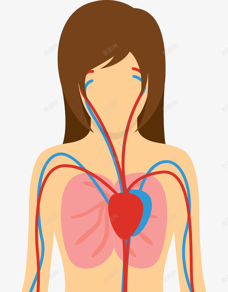 女性躯体器官图png免抠素材_新图网 https://ixintu.com 人体 人体器官 卡通肢体 器官 四肢 女人躯体 女性 女性躯体 肢体 肢体图 血管 躯干